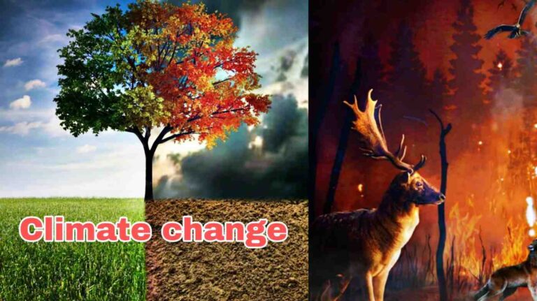 Climate Change Insights